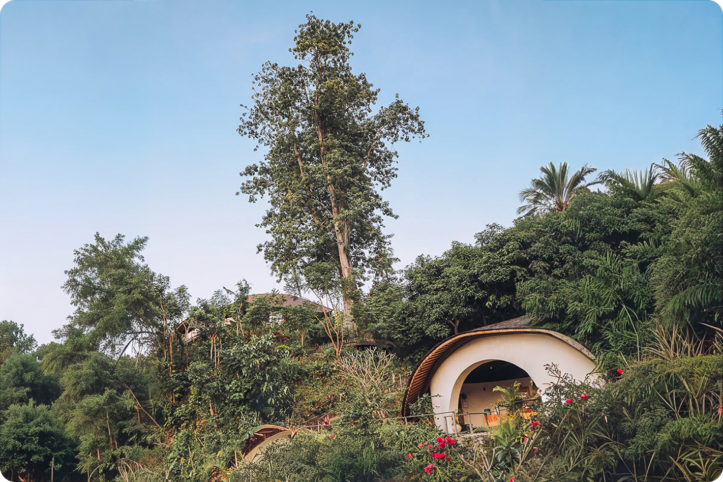 Domed bamboo structure beneath a tall tree on the jungle hillside